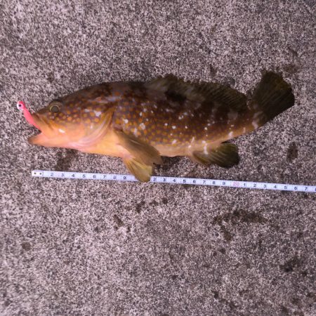 アジングでうれしい外道